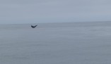 The tail of a Humpback whale seen in the distance