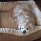 Midas loved to relax in his bed!