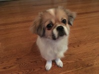 Coco is very smart and quickly learned many commands such as "sit" and "wait."
