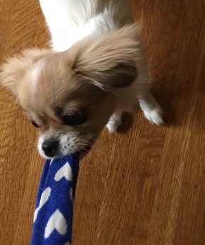 Coco is quick to act when she spots an abandoned sock lying on the floor.