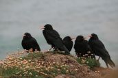 Chattering of choughs (image from pinterest)