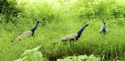 Ostentation of peacocks (image from Treknature.com)